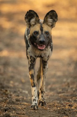 Afrika vahşi köpeği kameraya yaklaşıyor.