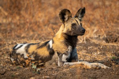 Yakıt ışığı olan vahşi bir Afrika köpeği yatıyor.