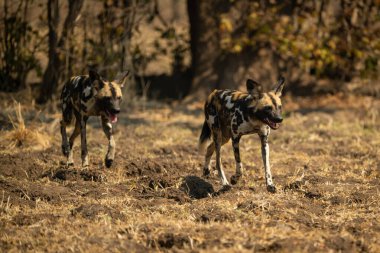 Afrika vahşi köpekleri kameraya doğru çimleri geçiyor