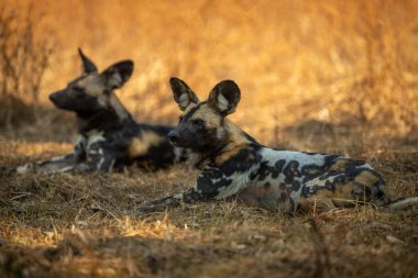 Afrika vahşi köpekleri kısa otların üzerinde yatar