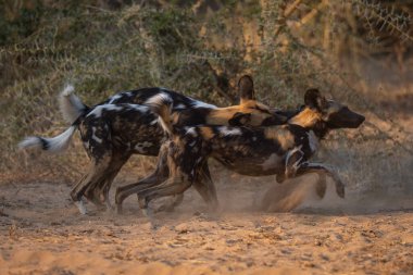 Afrika vahşi köpekleri dikenli çalılarla savaşır.