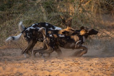Afrika vahşi köpekleri kumda savaşır.