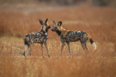 Afrika vahşi köpekleri birbirlerini kokluyor.