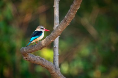 Eğri dalda kahverengi kapüşonlu balıkçı profili