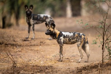 Afrika vahşi köpekleri kumlu arazide duruyor.