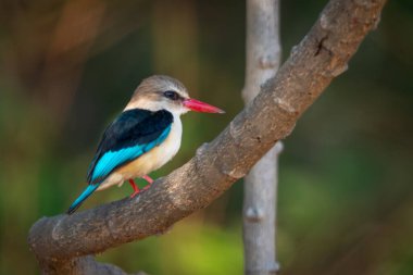 Kahverengi kapüşonlu Kingfisher profil üzerinde eğri dallı