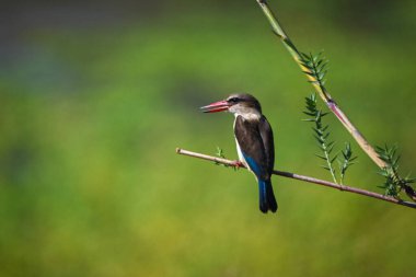 Kahverengi başlıklı balıkçı ince dalda gagasını açıyor.