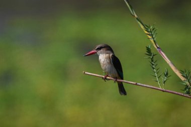 Kahverengi kapüşonlu Kingfisher Yapraklı dalda