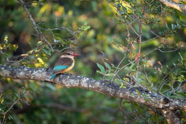 Kahverengi başlıklı balıkçı kamerayı yapraklı daldan izliyor.