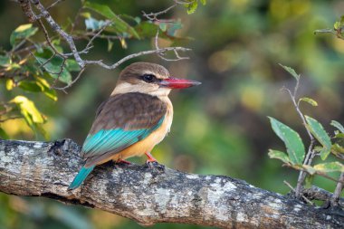 Kahverengi başlıklı balıkçı yapraklı dalda kamera izliyor.