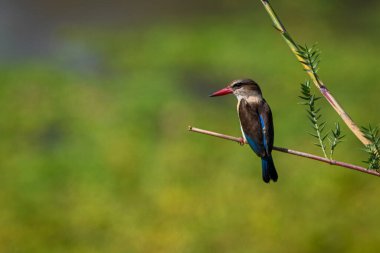 Kahverengi kapüşonlu balıkçı yapraklı dalında feneri olan