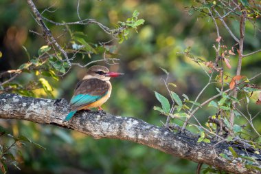 Kahverengi başlıklı balıkçı yapraklı ağaçtan kamera izliyor.
