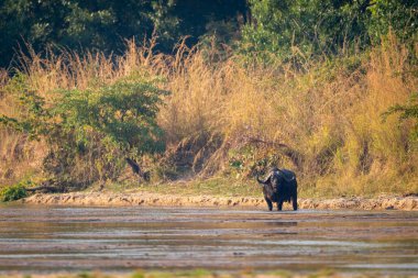 Ağaçların yanındaki nehirde duran bufalo burnu