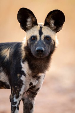 Afrika 'nın vahşi köpek gözü kamerasının yakın çekimi.
