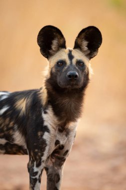 Kameraya bakan Afrika vahşi köpeğinin yakın çekimi