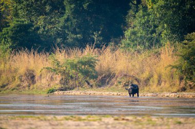 Cape Buffalo ağaçların yanındaki nehirde duruyor.