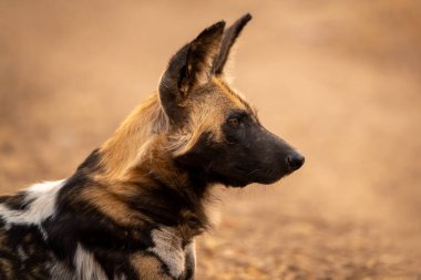 Profilde Afrika vahşi köpeğinin yakın çekimi