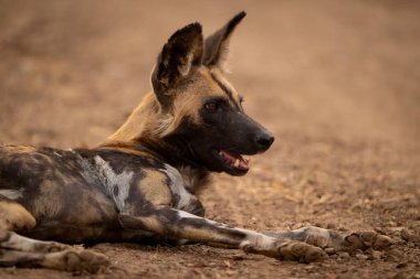 Afrika vahşi köpeğinin nefes nefese yatışını yakından çek