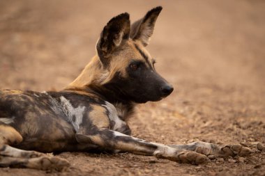 Afrika vahşi köpeğinin yakın plan görüntüsü.