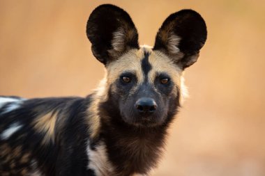 Kamerayı izleyen Afrika vahşi köpeğinin yakın çekimi.