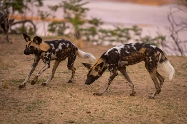 Afrika vahşi köpekleri nehir kıyısında koşuşturuyor.