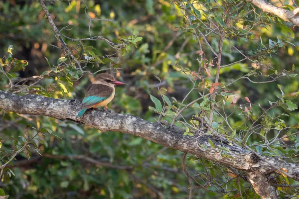 Kahverengi başlıklı balıkçı yapraklı ağaçta dalda