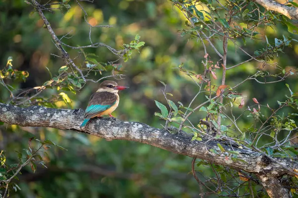 Kahverengi başlıklı balıkçı kamerayı yapraklı daldan izliyor.