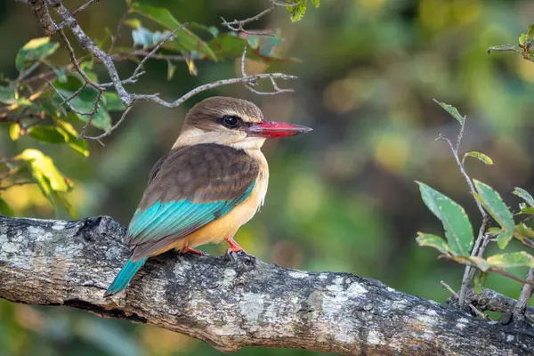 Kahverengi başlıklı balıkçı yapraklı dalda kamera izliyor.