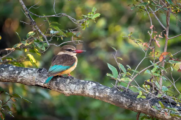 Kahverengi başlıklı balıkçı yapraklı ağaçtan kamera izliyor.