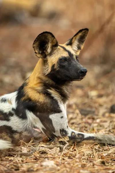 Afrika vahşi köpeğinin yakın plan çekimleri