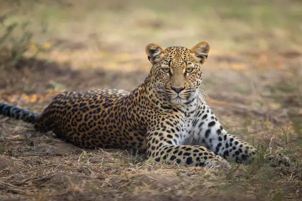 Dişi leoparın kamera karşısında uzandığı yakın plan.