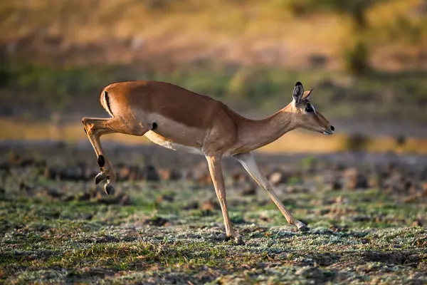 Dişi impala gün ışığında savanada dörtnala koşar.