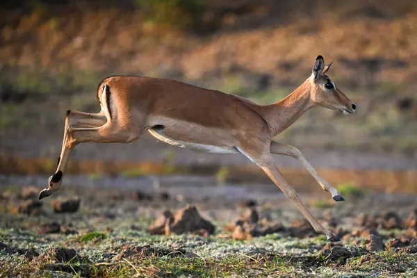 Dişi Impala büyük atlayışı yapmak üzere.