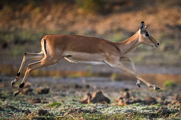 Dişi impala, havada hoplayıp zıpladı.