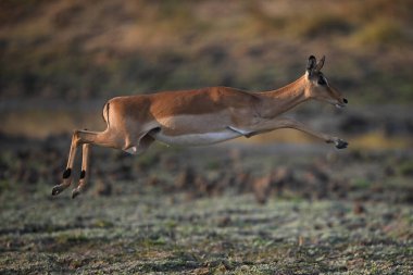 Dişi impala, havada savanada zıplıyor.