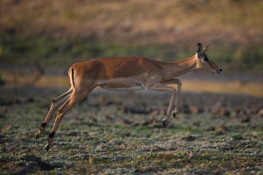 Dişi impala güneş ışığında savananın üzerinden atlar.