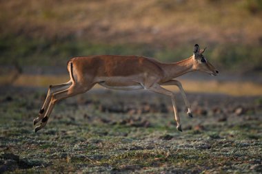Dişi impala güneşte savanada zıplar
