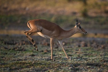 Dişi impala savana 'ya ayak basar.