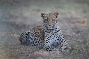 Dişi leopar dallara uzanıp kamerayı izliyor.