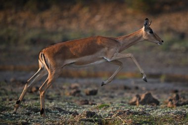 Dişi impala, arka bacakları kullanarak yukarı doğru çıkar.