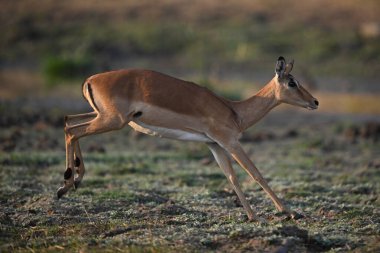 Dişi impala ön ayaklarıyla ovaya iner.