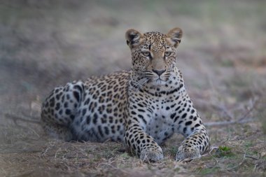 Dişi leopar düşmüş dallara bakıyor.