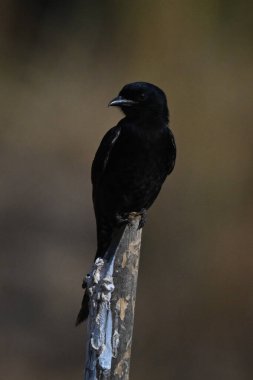 Çatal kuyruklu drongo kameraya dönük.