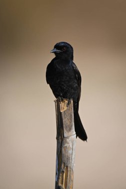Çatal kuyruklu drongo bambu direğinde kameraya bakar.