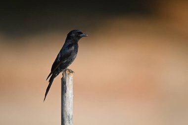 Bambu direğinde çatal kuyruklu drongo profili