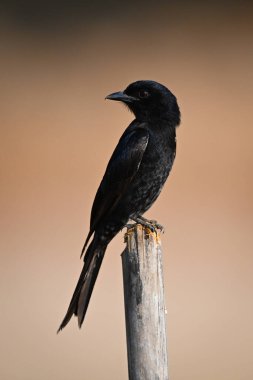 Çatal kuyruklu drongo direğin üstünden bakıyor.