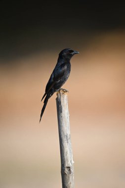 Tahta direkte çatal kuyruklu drongo profili