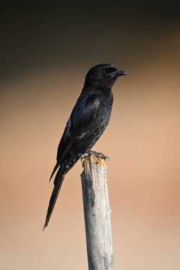 Bambu direğinde çatal kuyruklu drongo profili