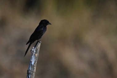 Saptırma çubuğunda çatal kuyruklu drongo profili