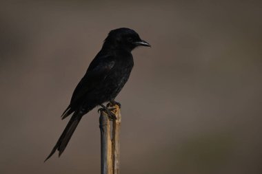 Ayrık gönderide çatal kuyruklu drongo profili